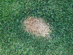 Dog urine spot on lawn